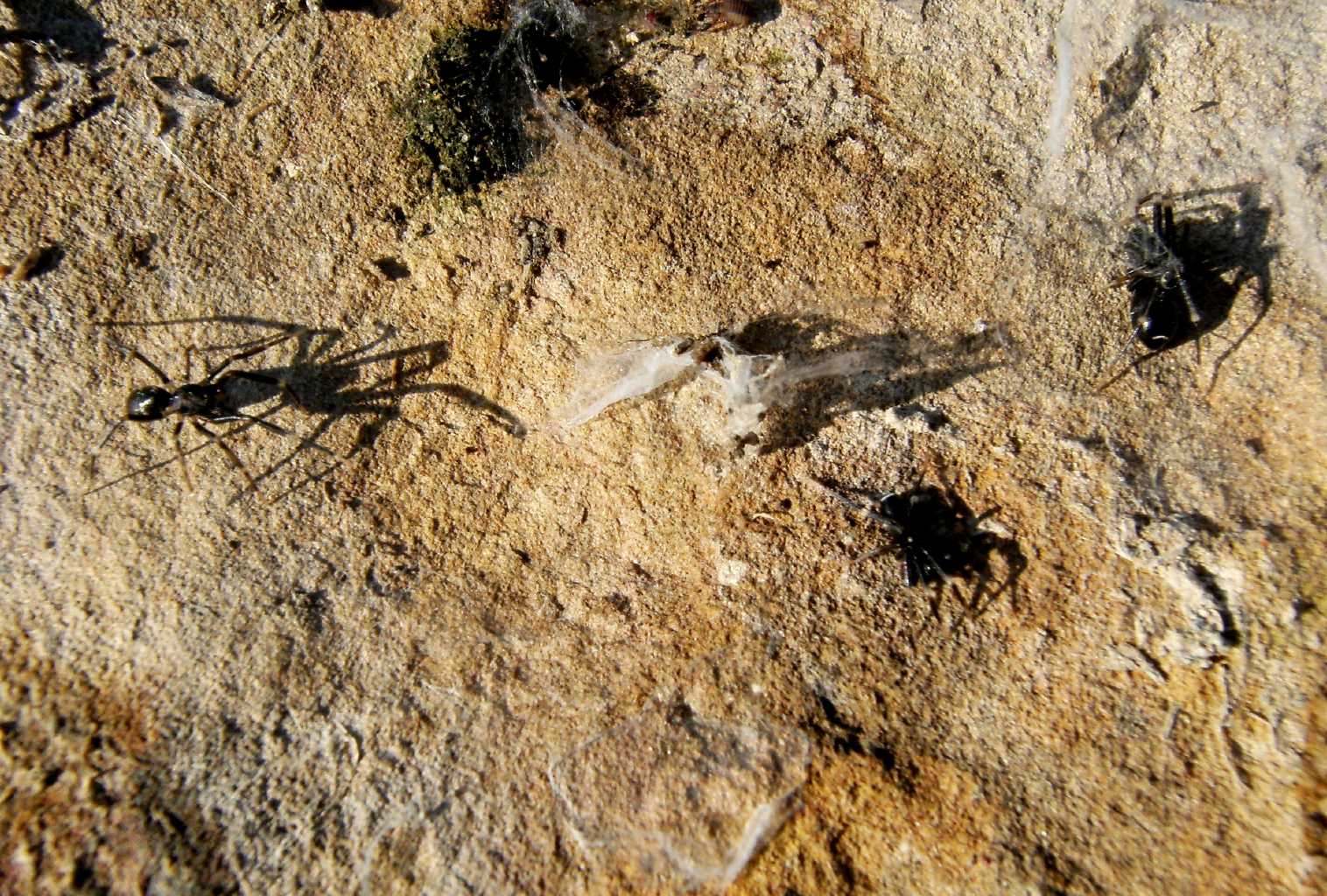 Liophrurillus flavitarsis - Tolfa (RM)